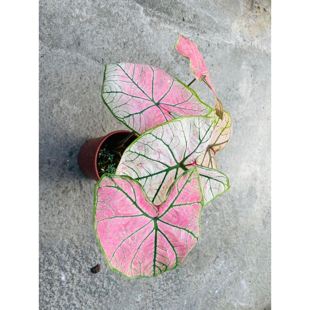 彩葉芋-細節圖3