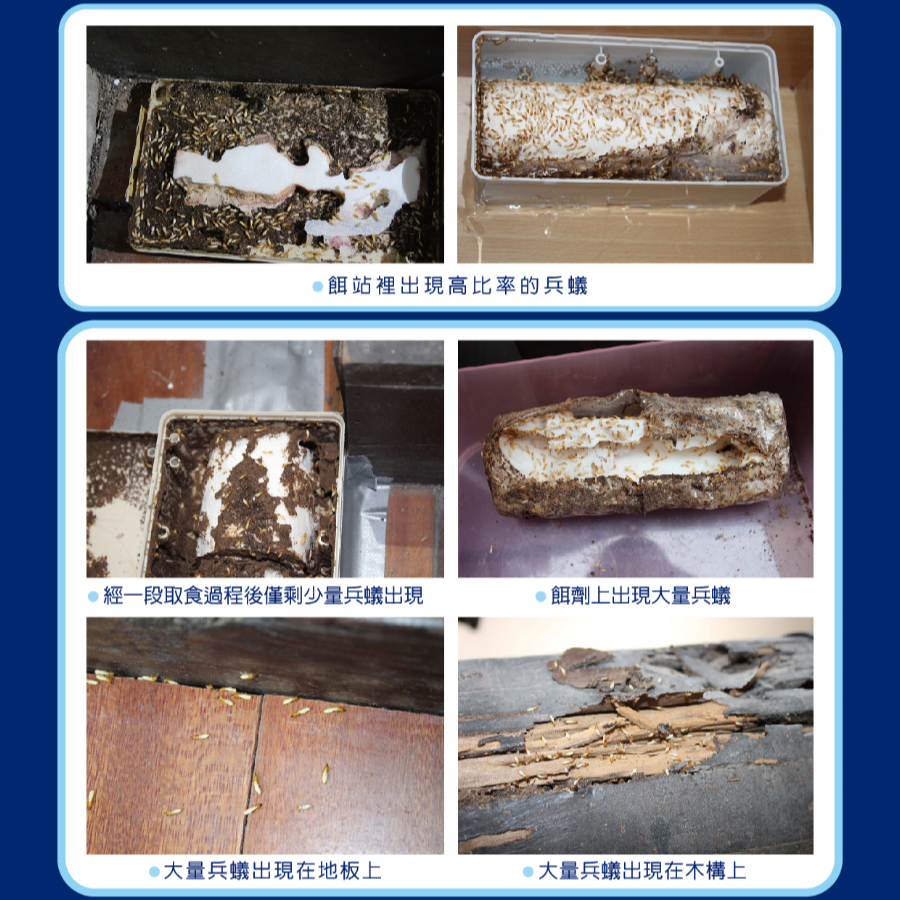 【非凡 白蟻餌劑】病媒防治業者使用的 白蟻餌劑 六伏隆100g ~ 除白蟻 滅白蟻 杜絕白蟻 驅蟲 除蟲-細節圖2