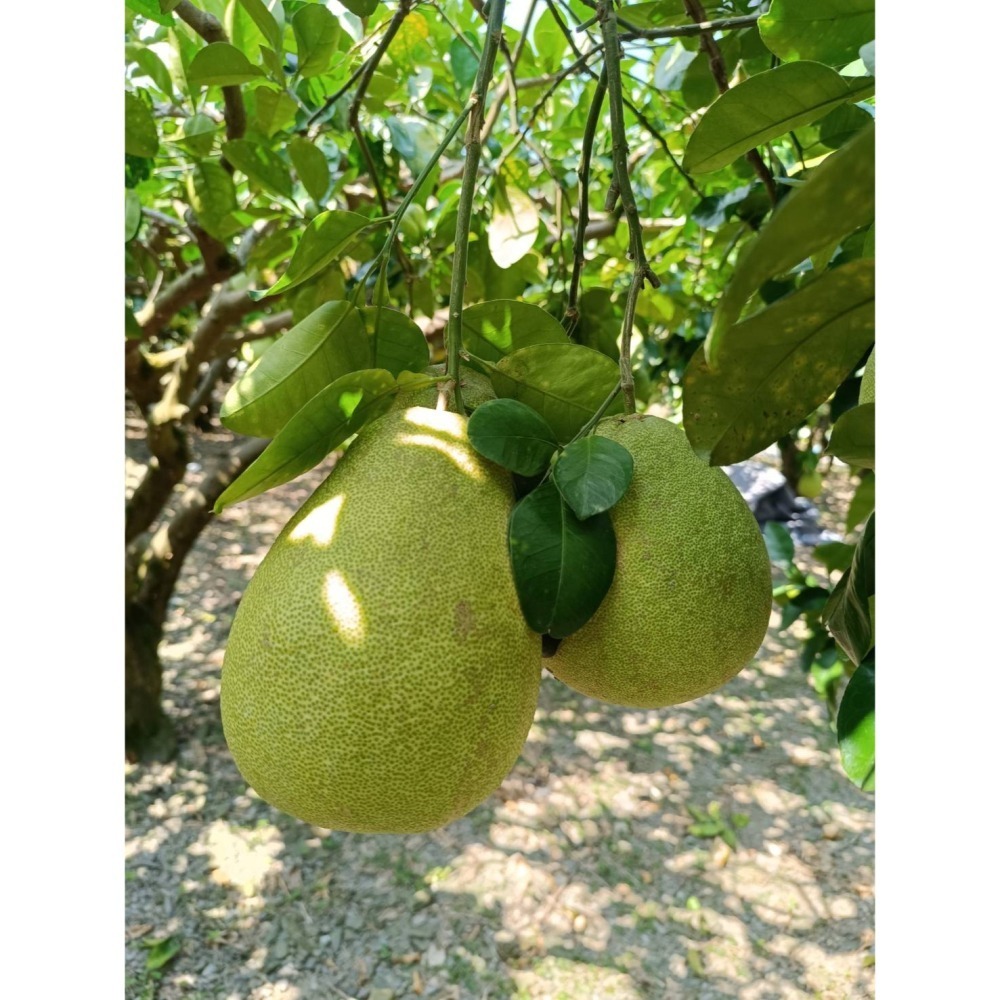 宜蘭冬山文旦 / 柚子禮盒 大約5kg-細節圖4
