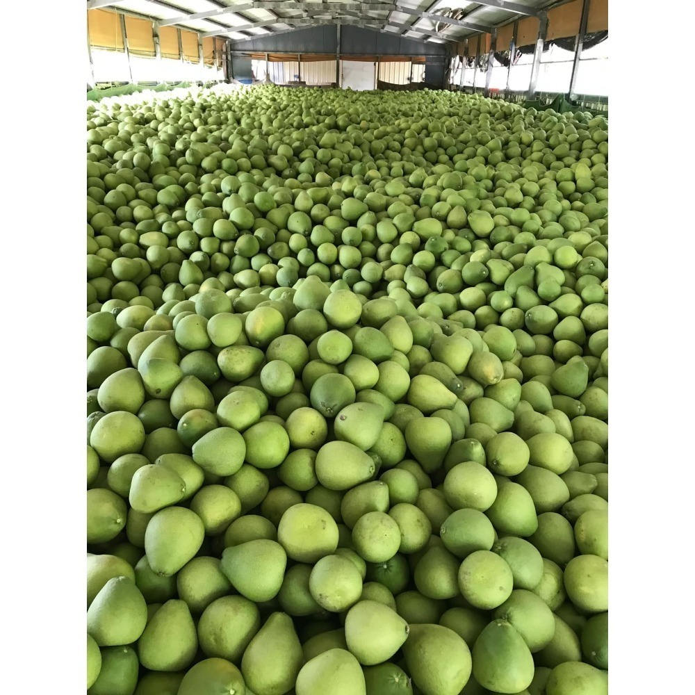 宜蘭冬山文旦 / 柚子禮盒 大約5kg-細節圖5