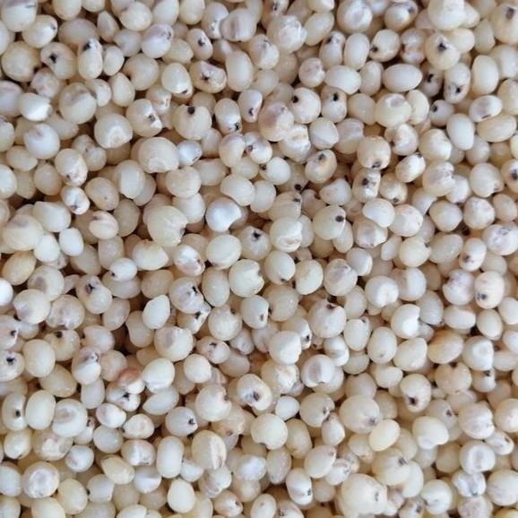 🌾 云川生機 云川米 高粱 高粱米 高粱仁 白高粱 600克-細節圖3