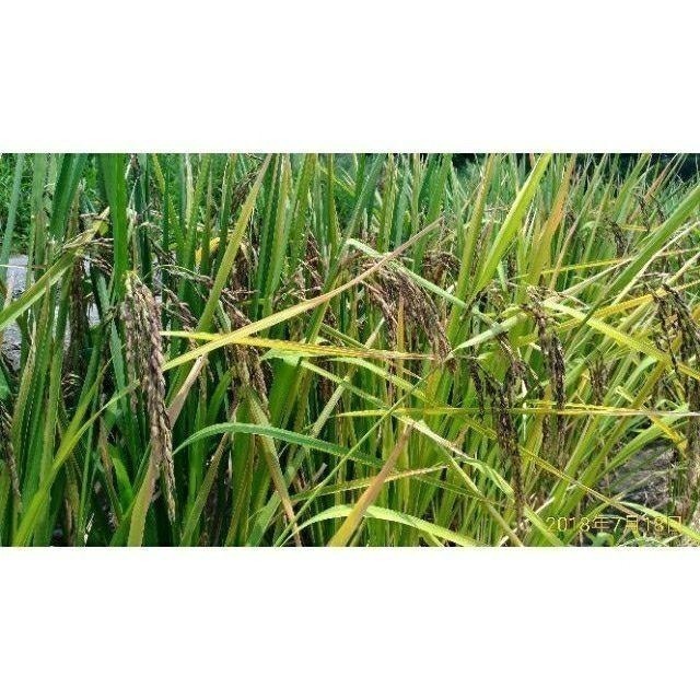 🌾 云川生機 云川米 黑米 黑糙米 新米 免浸泡 ( 黑糙米 紫黑米 純黑米 黑秈糙米 黑糯糙米 黑糯米 紫糯米 )-細節圖7