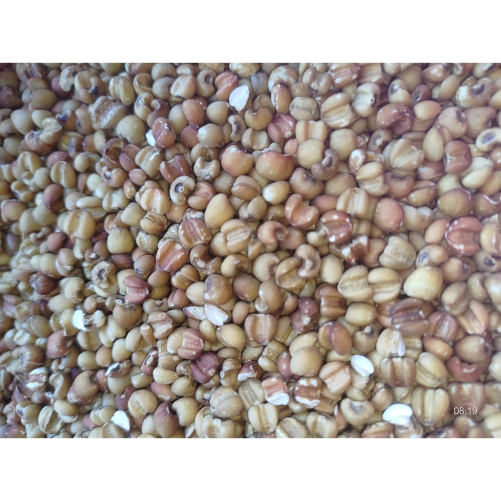 🌾 云川生機 云川米 薏仁 又名 大薏仁 糯薏仁 水洗薏仁 糙薏仁 薏仁片-細節圖4