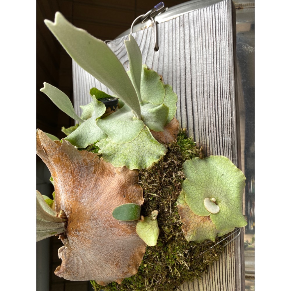 鹿角蕨側芽-細節圖2