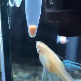 24H出貨🌟【Hook水族】豐年蝦餵食器 豐年蝦餵食杯 豐年蝦自動餵食器 豐年蝦-細節圖3