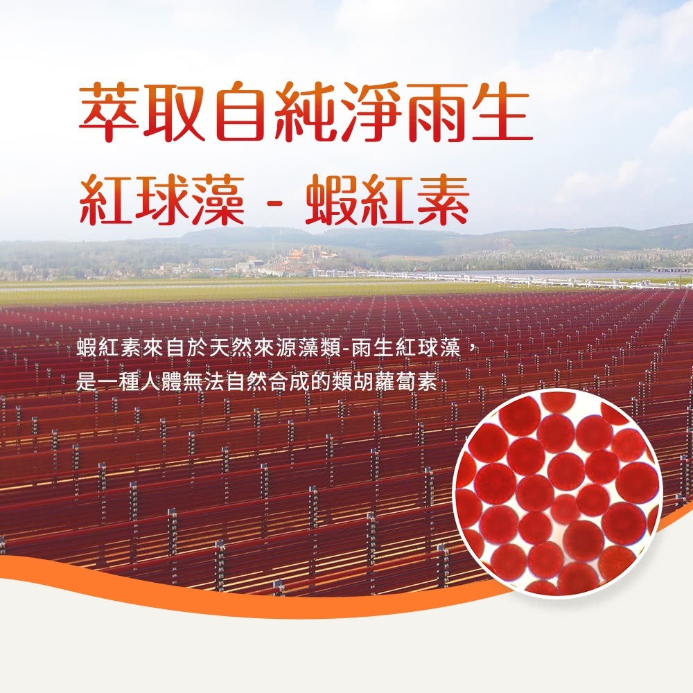【sakuyo】荏胡麻油 + DHA藻油軟膠囊 60顆-細節圖4