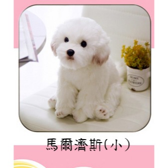 仿真馬爾濟斯犬(小)