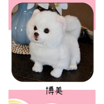 ((台灣現貨))仿真可愛毛絨狗狗拉布拉多 馬爾濟斯犬 比熊犬 博美 邊界牧羊犬公仔玩具擺件安撫娃娃 生日禮物 聖誕節禮物-規格圖11