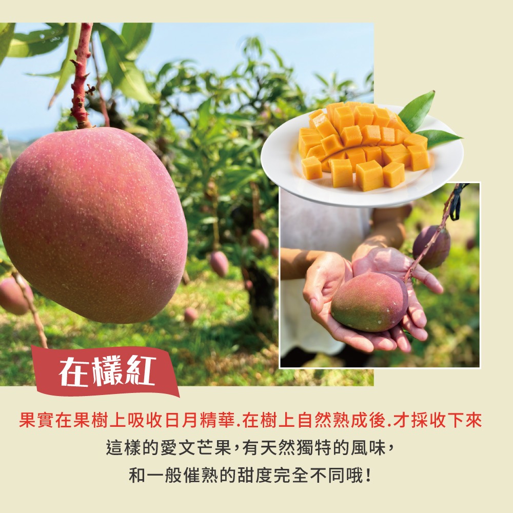 【預購】屏東枋山愛文芒果禮盒5斤6-8顆(大果)-5/15起陸續出貨-細節圖4