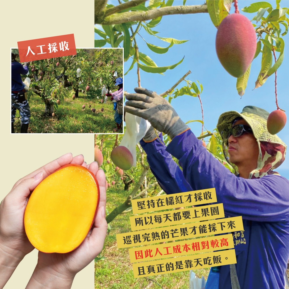 【預購】屏東枋山愛文芒果禮盒5斤6-8顆(大果)-5/15起陸續出貨-細節圖5