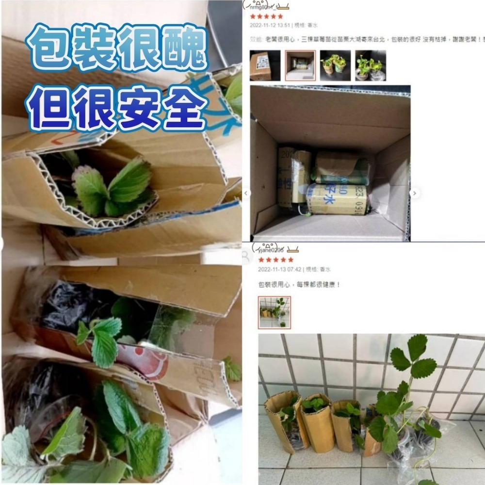 【現貨】大湖草莓苗 美姬草莓苗 香水草莓苗 白草莓苗 雪兔 草莓苗 果農自用苗 草莓種植-細節圖3
