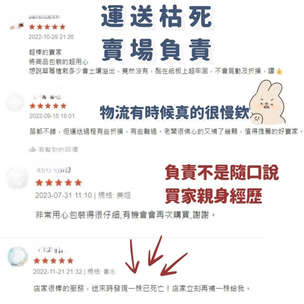 【現貨】大湖草莓苗 美姬草莓苗 香水草莓苗 白草莓苗 雪兔 草莓苗 果農自用苗 草莓種植-細節圖4