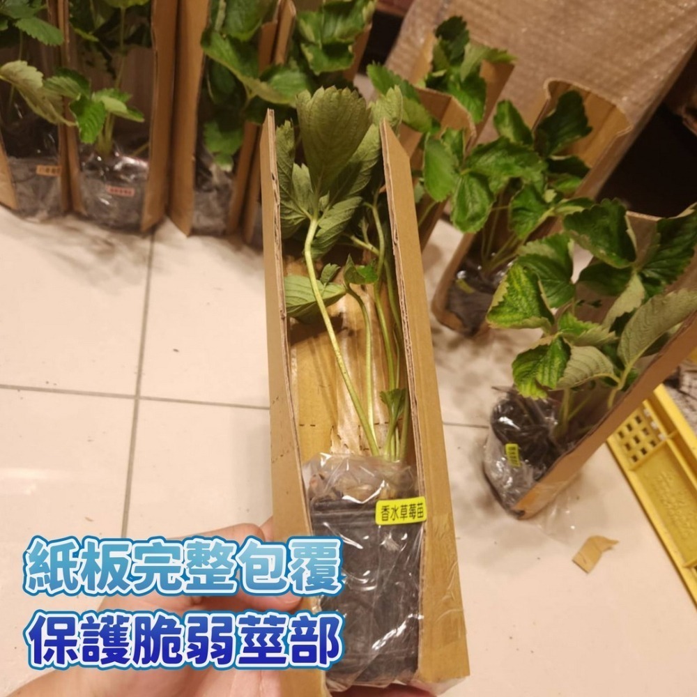【現貨】大湖草莓苗 美姬草莓苗 香水草莓苗 白草莓苗 雪兔 草莓苗 果農自用苗 草莓種植-細節圖5