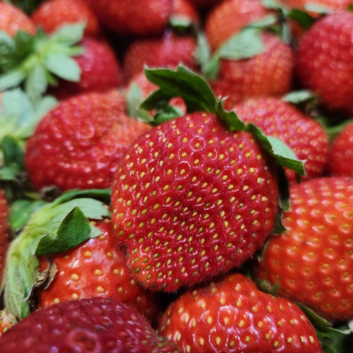 【現採現寄】苗栗大湖草莓 香水草莓 新鮮草莓 草莓紅了 現採草莓 草莓禮盒 過年伴手禮 strawberry