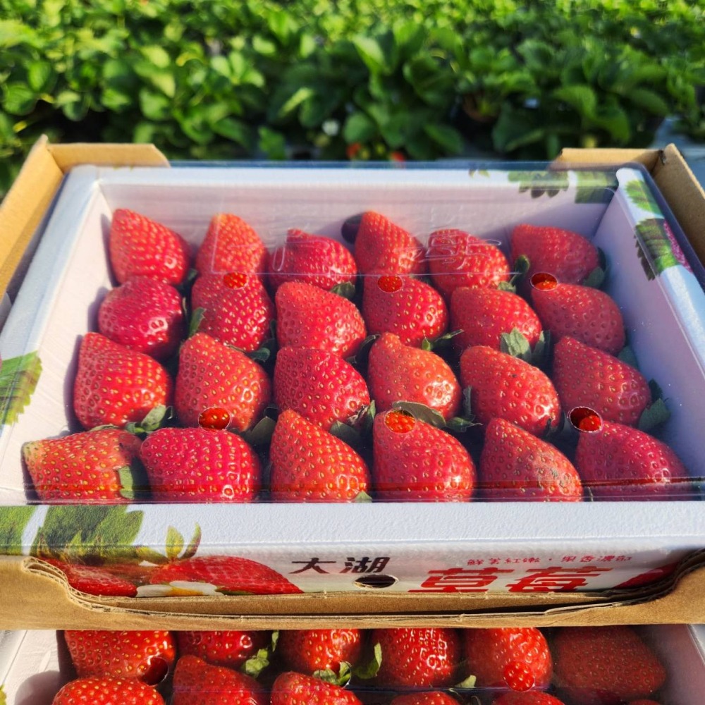 【現採現寄】苗栗大湖草莓 香水草莓 新鮮草莓 草莓紅了 現採草莓 草莓禮盒 過年伴手禮 strawberry-細節圖4