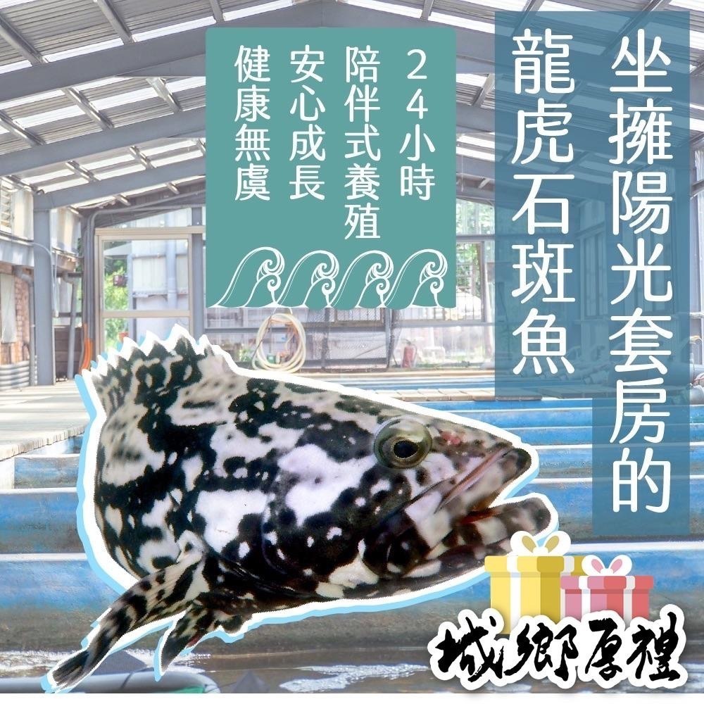 【一夫水產】龍虎斑魚骨無鹽高湯-細節圖5