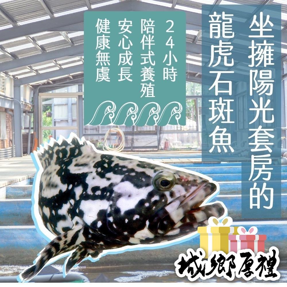 【一夫水產】龍虎斑魚頭切丁（200g/包）-細節圖2