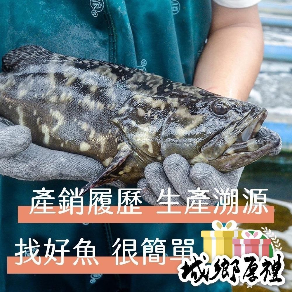 【一夫水產】龍虎斑魚下巴（300g/2-3片/包）-細節圖4