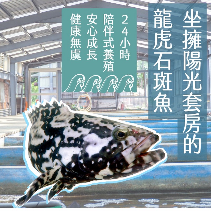 【一夫水產】龍虎斑魚骨段切-細節圖2