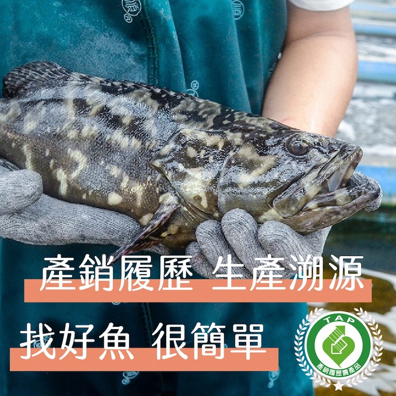 【一夫水產】龍虎斑魚骨段切-細節圖4