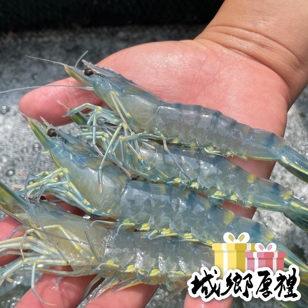 【一夫水產】藍寶石草蝦-細節圖2
