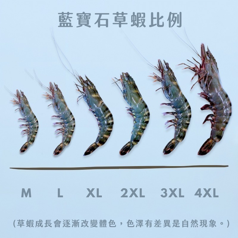 【一夫水產】藍寶石草蝦（200g/盒）-細節圖3