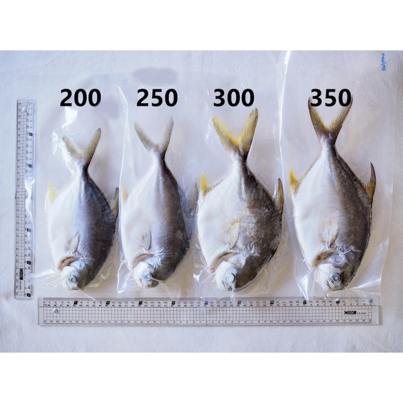 【一夫水產】無抗生素黃金鯧魚-細節圖4