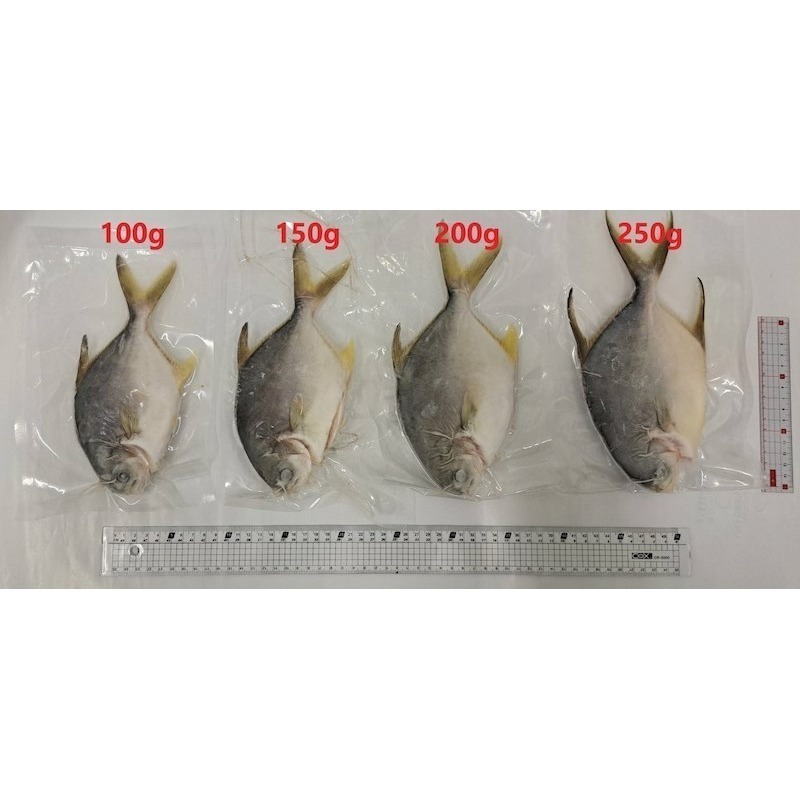 【一夫水產】無抗生素黃金鯧魚-細節圖2