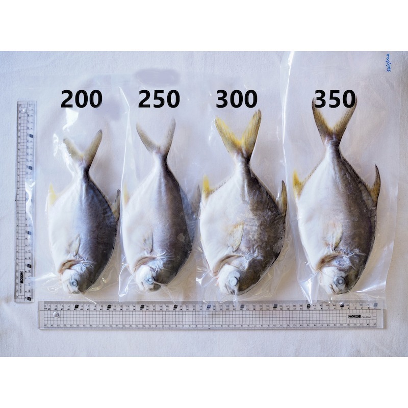 【一夫水產】無抗生素黃金鯧魚-細節圖3