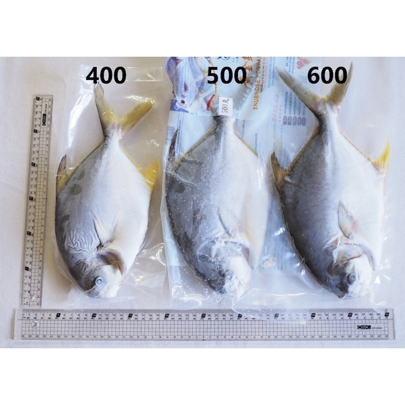 【一夫水產】無抗生素黃金鯧魚-細節圖4
