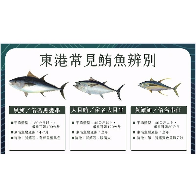【一夫水產】大目/黃鰭 鮪魚腹肉（250g/4-6塊/包）-細節圖4