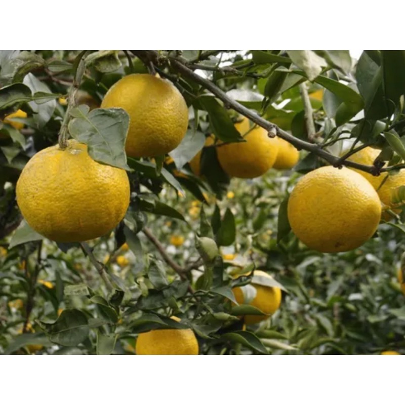 🇯🇵日本和歌山柑橘糖-細節圖3