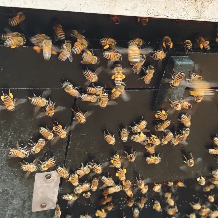 【100%純】東埔高山埔鹽花粉｜500G｜龜毛の-細節圖3