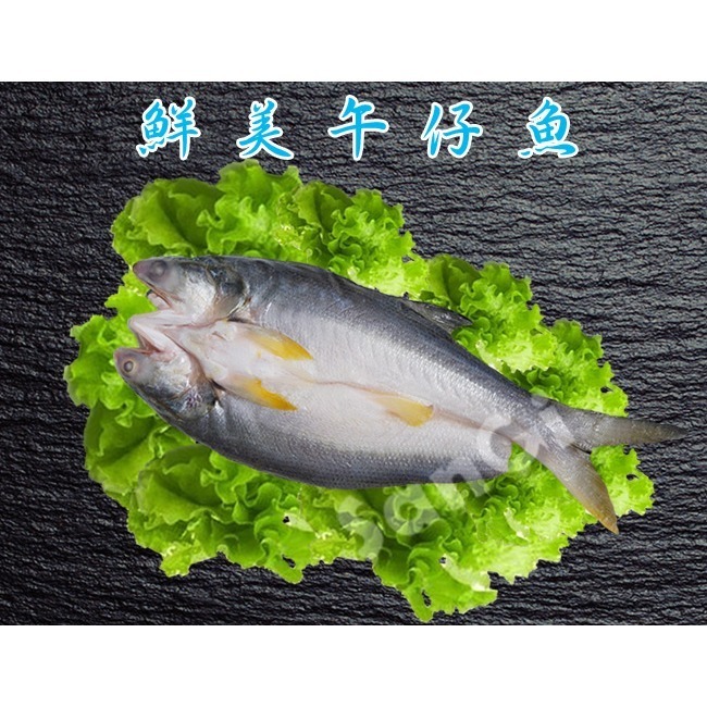 【凍好鮮】鮮美午仔魚 (蝴蝶切)-細節圖2