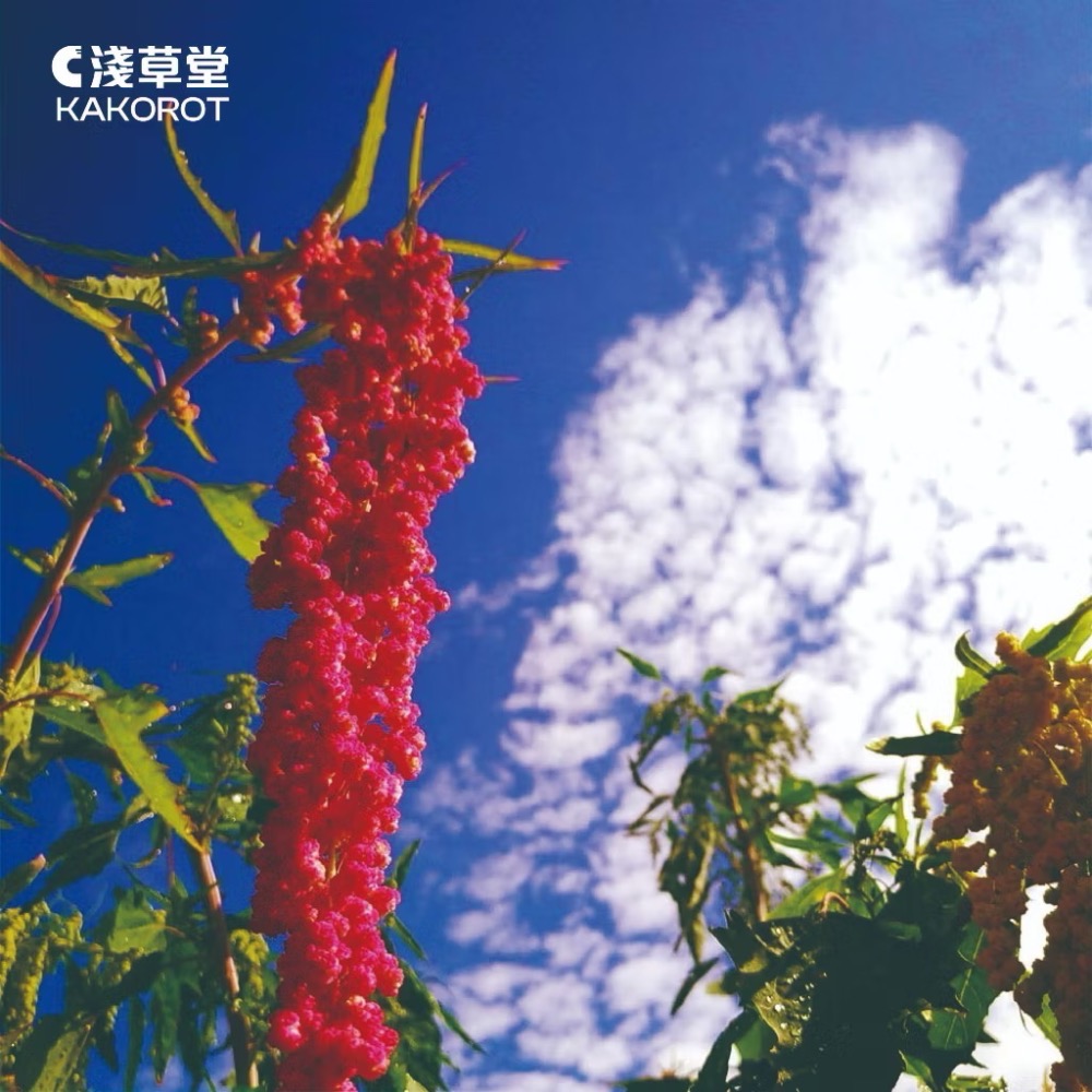 淺草堂·有機紅藜⎪純天然無添加⎪豐富膳食纖維｜煮飯專用-細節圖6