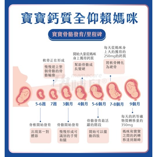 【竹楓藥局】領券折扣!!孕哺兒 新一代BP天然珊瑚鈣+D3膠囊 300粒( 另有120粒)-細節圖4