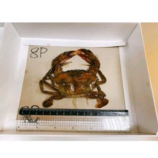 【極海鮮八號鋪】生凍軟殼蟹-約6~8隻/700g/盒-細節圖4