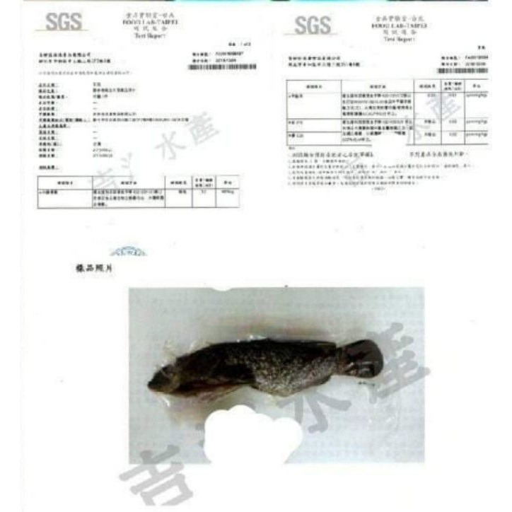 【極海鮮八號鋪】台灣龍虎石斑菲力魚排、  250~320g/片、活魚HCCP廠嚴選產出-細節圖4