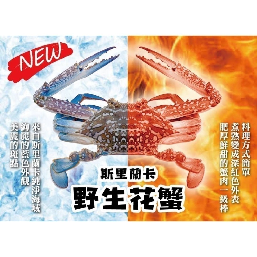 【極海鮮八號鋪】斯里蘭卡母花蟹~五星頂級食材~花蟹2隻組_超高CP值-細節圖2