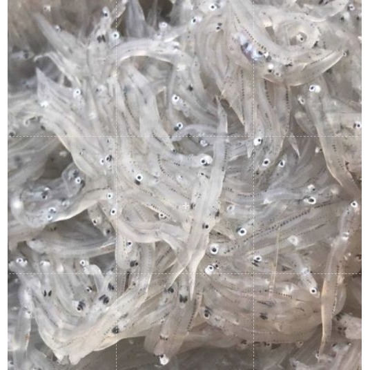 頂級純海水 ＂生＂魩仔魚（吻仔魚） ，200g±10%/包，無添加漂白劑、無腥味-細節圖2