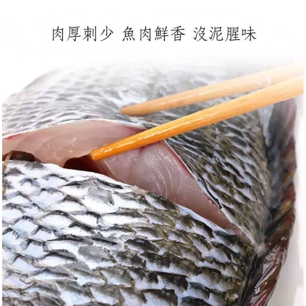 【極海鮮八號鋪】嚴選海水吳郭魚  無調味 400-500g/隻✔️活魚處理真空包裝，保鮮、無腥味。-細節圖2