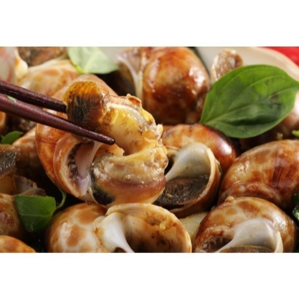 【極海鮮八號鋪】特選野生大鳳螺 1-2公斤/包，保留住新鮮海味-細節圖3