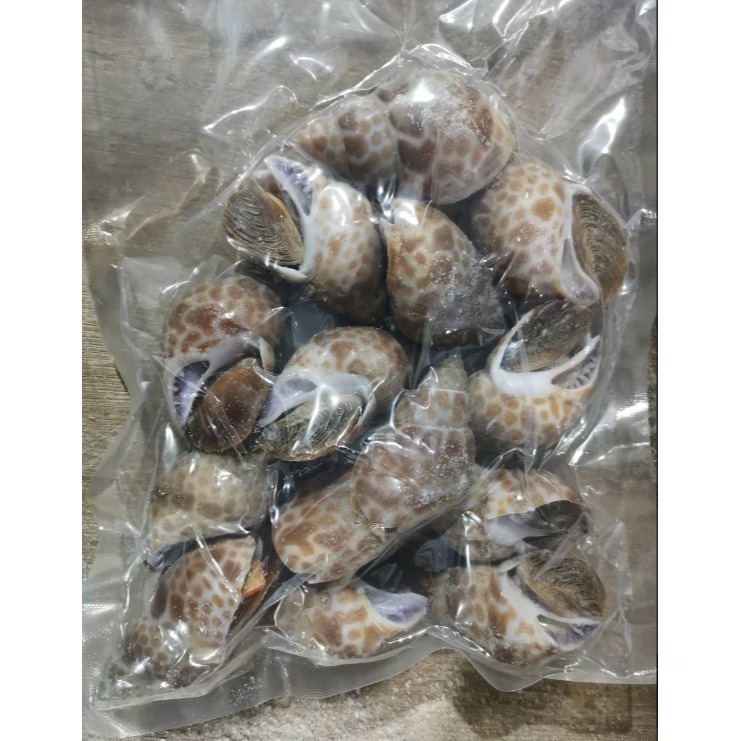 【極海鮮八號鋪】特選野生大鳳螺 1-2公斤/包，保留住新鮮海味-細節圖5