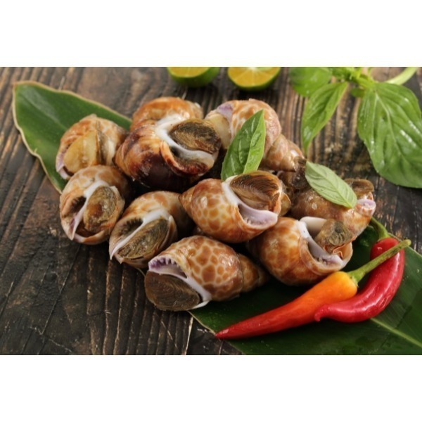 【極海鮮八號鋪】特選野生大鳳螺 1-2公斤/包，保留住新鮮海味-細節圖2