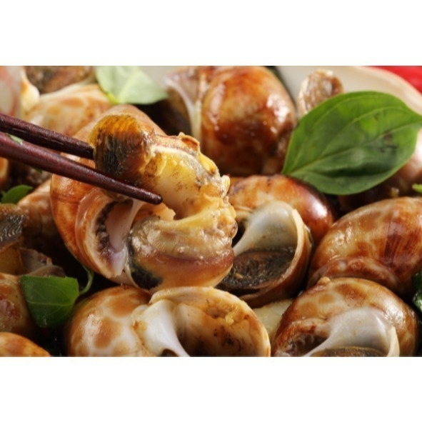 【極海鮮八號鋪】特選野生大鳳螺 1-2公斤/包，保留住新鮮海味-細節圖3