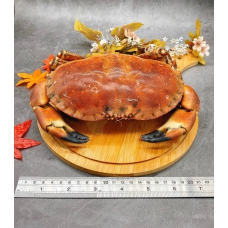 【極海鮮八號舖】蟹黃之王來襲！爾蘭熟凍麵包蟹，爆卵肉厚極致享受 🦀膏黃濃郁、肉質鮮甜 Q 彈 ✨五星級海鮮在家吃！-細節圖7