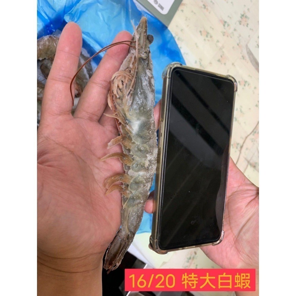 【極海鮮八號鋪】活凍大規格白蝦16/20，26/30，31/35，600g/盒，蝦肉彈牙爽口，細緻甘甜，年節送禮-細節圖7