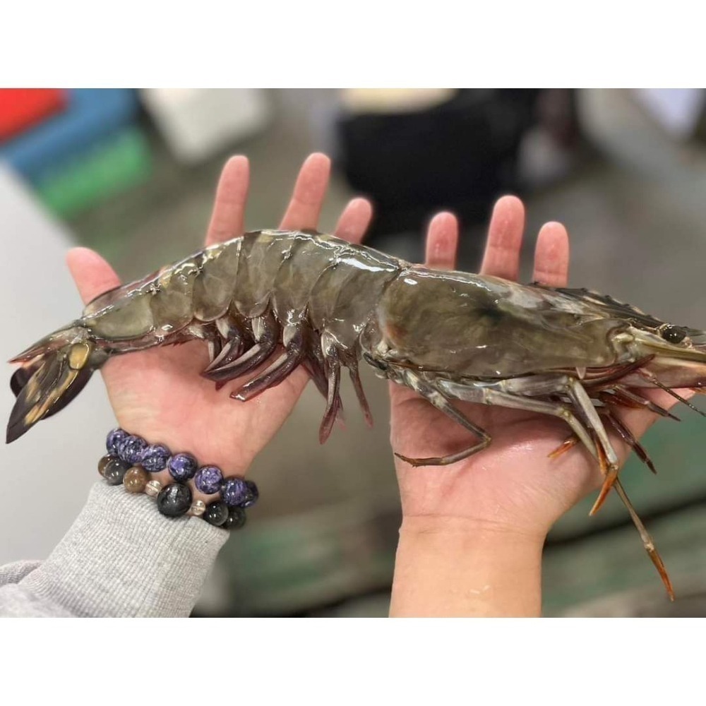【極海鮮八號鋪】巨無霸大海草蝦(手臂蝦)100-120g/隻，2隻/包，年節送禮，中秋烤肉最讚-細節圖3