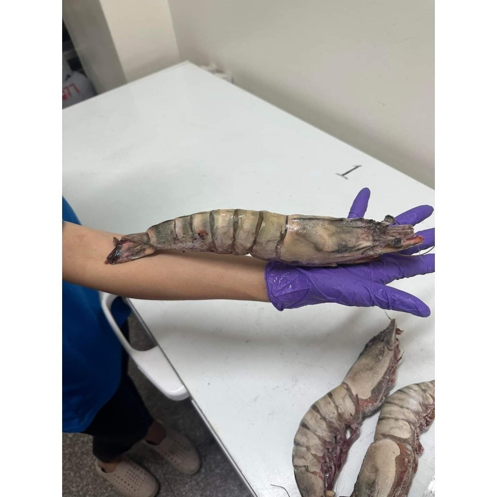 【極海鮮八號鋪】巨無霸大海草蝦(手臂蝦)100-120g/隻，2隻/包，年節送禮，中秋烤肉最讚-細節圖5