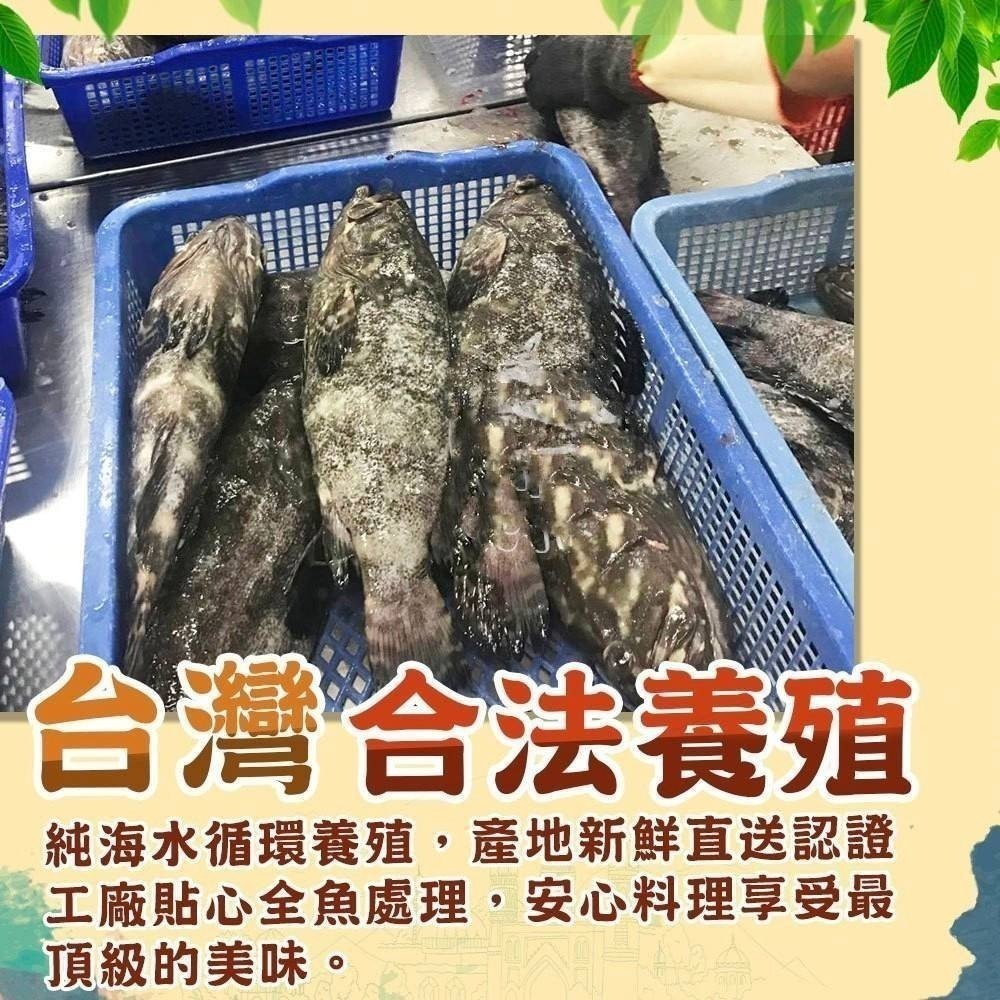 【極海鮮八號鋪】龍虎石斑魚，去鰓去肚去鱗，HCCP廠嚴選產出，附檢證，肉質白皙細膩，完全無腥味。-細節圖2